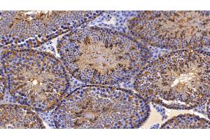 Detection of PRDX2 in Mouse Testis Tissue using Polyclonal Antibody to Peroxiredoxin 2 (PRDX2) (Peroxiredoxin 2 anticorps  (AA 6-164))