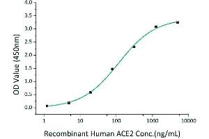 Immobilized Recombinant 2019-nCoV Spike S1+S2 ECD-His at 2 μg/mL (100 μL/well) can bind Recombinant Human ACE2 with a linear range of 1.
