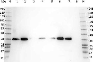 Western Blot of Rabbit anti-VDAC/Porin antibody.