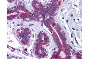 Anti-SLC39A7 antibody IHC of human breast. (SLC39A7 anticorps  (N-Term))