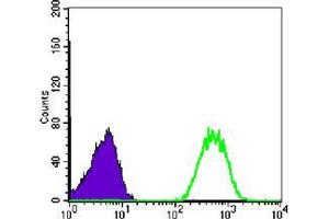Flow cytometric analysis of Jurkat cells using NME1 mouse mAb (green) and negative control (purple).