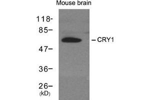 Western blot analysis of extracts from mouse brain tissue using CRY1 antibody. (CRY1 anticorps)