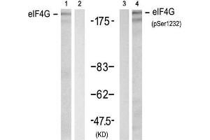 Western blot analysis of extracts from 293 cell using eIF4G (Ab-1232) Antibody (E021514, Lane 1 and 2) and eIF4G (phospho-Ser1232) antibody (E011514, Lane 3 and 4). (EIF4G1 anticorps)