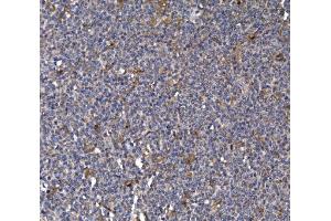 IHC analysis of FKBP135/FKBP15 using anti-FKBP135/FKBP15 antibody (ABIN7600397).