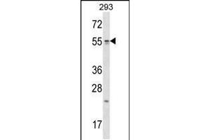 Western blot analysis in 293 cell line lysates (35ug/lane). (TTC23 anticorps  (AA 137-165))