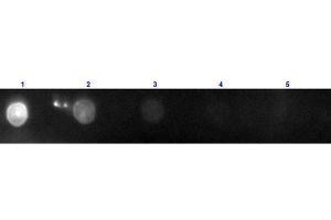 Dot Blot (DB) image for Donkey anti-Goat IgG (Heavy & Light Chain) antibody (PE) - Preadsorbed (ABIN2669879)