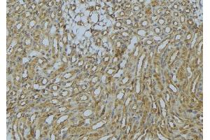 ABIN6273016 at 1/100 staining Mouse kidney tissue by IHC-P.