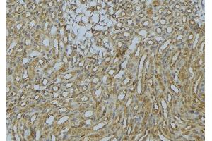 ABIN6273016 at 1/100 staining Mouse kidney tissue by IHC-P. (SNX17 anticorps  (N-Term))