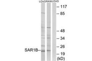 Western blot analysis of extracts from LOVO/RAW264. (SAR1B anticorps  (AA 111-160))