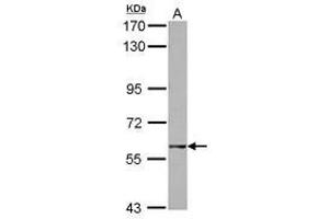 Image no. 1 for anti-GTP Binding Protein 2 (GTPBP2) (AA 1-179) antibody (ABIN1498565) (GTPBP2 anticorps  (AA 1-179))