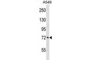 Western Blotting (WB) image for anti-Ataxin 1-Like (ATXN1L) antibody (ABIN3000473)