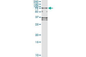 Immunoprecipitation of SP110 transfected lysate using anti-SP110 monoclonal antibody and Protein A Magnetic Bead , and immunoblotted with SP110 MaxPab rabbit polyclonal antibody. (SP110 anticorps  (AA 271-380))