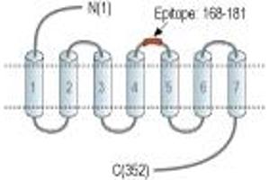 Representative domain view of the target of ABIN7043308.