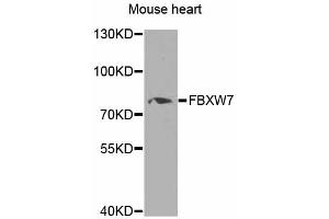 Western blot analysis of extracts of mouse heart, using FBXW7 antibody (ABIN5975397) at 1/1000 dilution. (FBXW7 anticorps)