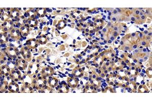 Detection of CASP8 in Mouse Kidney Tissue using Polyclonal Antibody to Caspase 8 (CASP8)