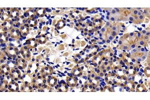 Detection of CASP8 in Mouse Kidney Tissue using Polyclonal Antibody to Caspase 8 (CASP8) (Caspase 8 anticorps  (AA 219-376))