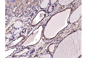 IHC analysis of Gephyrin/GPHN using anti-Gephyrin/GPHN antibody (ABIN7600086). (Gephyrin anticorps  (AA 148-736))