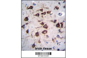 EEF1A2 Antibody immunohistochemistry analysis in formalin fixed and paraffin embedded human brain tissue followed by peroxidase conjugation of the secondary antibody and DAB staining.