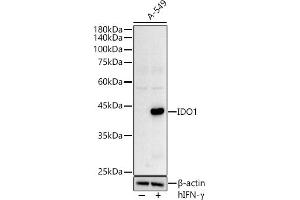 Western blot analysis of extracts of A-549 cells, using IDO1 Rabbit pAb antibody (ABIN3022248, ABIN3022249, ABIN1513093 and ABIN6218692) at 1:500 dilution.