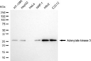 anti-Adenylate Kinase 3 (AK3) antibody