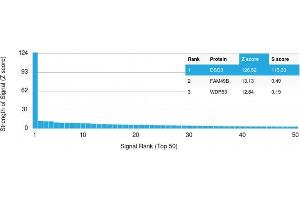 Analysis of Protein Array containing more than 19,000 full-length human proteins using Desmoglein-3 Mouse Monoclonal Antibody (DSG3/2796) Z- and S- Score: The Z-score represents the strength of a signal that a monoclonal antibody (Monoclonal Antibody) (in combination with a fluorescently-tagged anti-IgG secondary antibody) produces when binding to a particular protein on the HuProtTM array. (Desmoglein 3 anticorps  (AA 379-491))