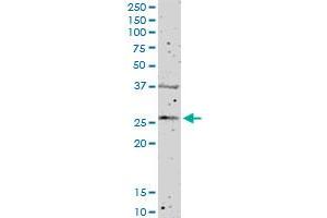 FGFBP1 MaxPab polyclonal antibody.