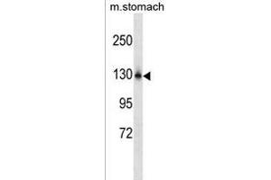 NCKPL Antibody (Center) (ABIN1538552 and ABIN2849659) western blot analysis in mouse stomach tissue lysates (35 μg/lane). (NCKAP1L anticorps  (AA 641-669))