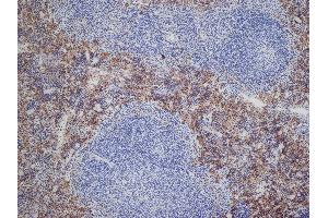 Immunohistochemistry (IHC) image for anti-C-Type Lectin Domain Family 6, Member A (CLEC6A) (Extracellular Domain) antibody (ABIN2473279)