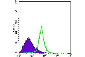 Flow cytometric analysis of Hela cells using ITGA5 mouse mAb (green) and negative control (purple).