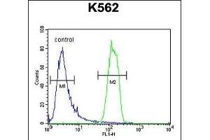 OR2M3 Antibody (C-term) (ABIN654818 and ABIN2844491) flow cytometric analysis of K562 cells (right histogram) compared to a negative control cell (left histogram). (OR2M3 anticorps  (C-Term))