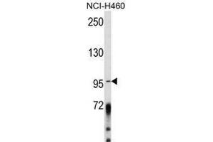 Image no. 1 for anti-A Kinase (PRKA) Anchor Protein 3 (AKAP3) (Middle Region) antibody (ABIN452728) (AKAP3 anticorps  (Middle Region))