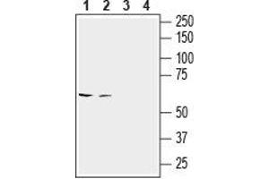 Western blot analysis of rat brain lysate (lanes 1 and 3) and colon membranes (lanes 2 and 4): - 1,2.
