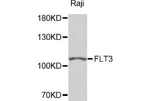 Western blot analysis of extracts of Raji cells, using FLT3 antibody. (FLT3 anticorps)