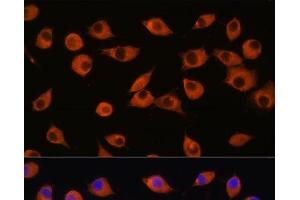 Immunofluorescence analysis of L929 cells using DNER Polyclonal Antibody at dilution of 1:100. (DNER anticorps)
