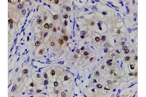 ABIN6267443 at 1/200 staining human spleen tissue sections by IHC-P.