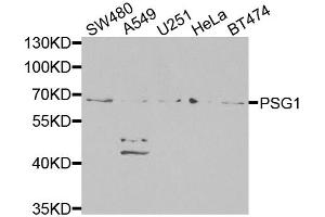 Western blot analysis of extracts of various cell lines, using PSG1 antibody (ABIN6293474) at 1:1000 dilution. (PSG1 anticorps)