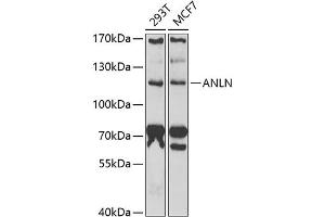 Western blot analysis of extracts of various cell lines, using ANLN antibody (ABIN6127346, ABIN6136899, ABIN6136900 and ABIN6222181) at 1:1000 dilution. (Anillin anticorps  (AA 845-1124))