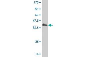 Western Blot detection against Immunogen (36.