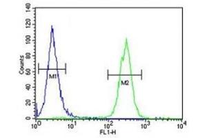 LC3B antibody flow cytometric analysis of MCF-7 cells (right histogram) compared to a negative control cell (left histogram).
