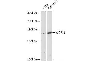 Western blot analysis of extracts of various cell lines using WDR33 Polyclonal Antibody at dilution of 1:3000. (WDR33 anticorps)
