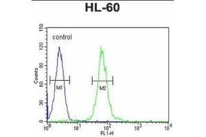ABCD1 Antibody (Center) flow cytometric analysis of HL-60 cells (right histogram) compared to a negative control cell (left histogram). (ABCD1 anticorps  (Middle Region))