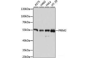 Western blot analysis of extracts of various cell lines using PRIM2 Polyclonal Antibody at dilution of 1:3000. (PRIM2 anticorps)