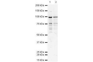 Image no. 1 for anti-Transporter 1, ATP-Binding Cassette, Sub-Family B (MDR/TAP) (TAP1) antibody (ABIN108594) (TAP1 anticorps)