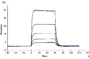 Biotinylated Cynomolgus IL-2 R beta, His Tag captured on CM5 Chip via Anti-His Antibody can bind Human IL-2, No Tag with an affinity constant of 0.