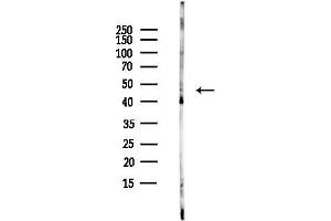 Western blot analysis of lysates from HUVEC cells, using VPS26B Antibody at 1/1000 dilution.