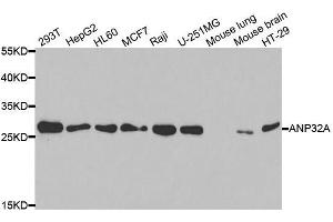 Western blot analysis of extracts of various cell lines, using ANP32A antibody.