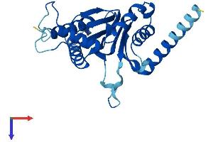 AlphaFold protein structure predicition of Mouse Recombinant Psma7 Protein, UniprotID Q9Z2U0