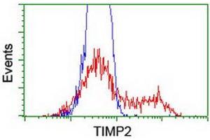 HEK293T cells transfected with either RC209796 overexpress plasmid (Red) or empty vector control plasmid (Blue) were immunostained by anti-TIMP2 antibody (ABIN2455371), and then analyzed by flow cytometry. (TIMP2 anticorps)