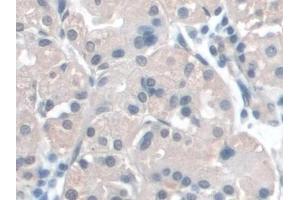 Detection of BANF1 in Human Stomach Tissue using Polyclonal Antibody to Barrier To Autointegration Factor 1 (BANF1)