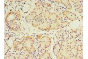 Immunohistochemistry of paraffin-embedded human pancreatic tissue using ABIN7154273 at dilution of 1:100 (GPC4 anticorps  (AA 19-210))